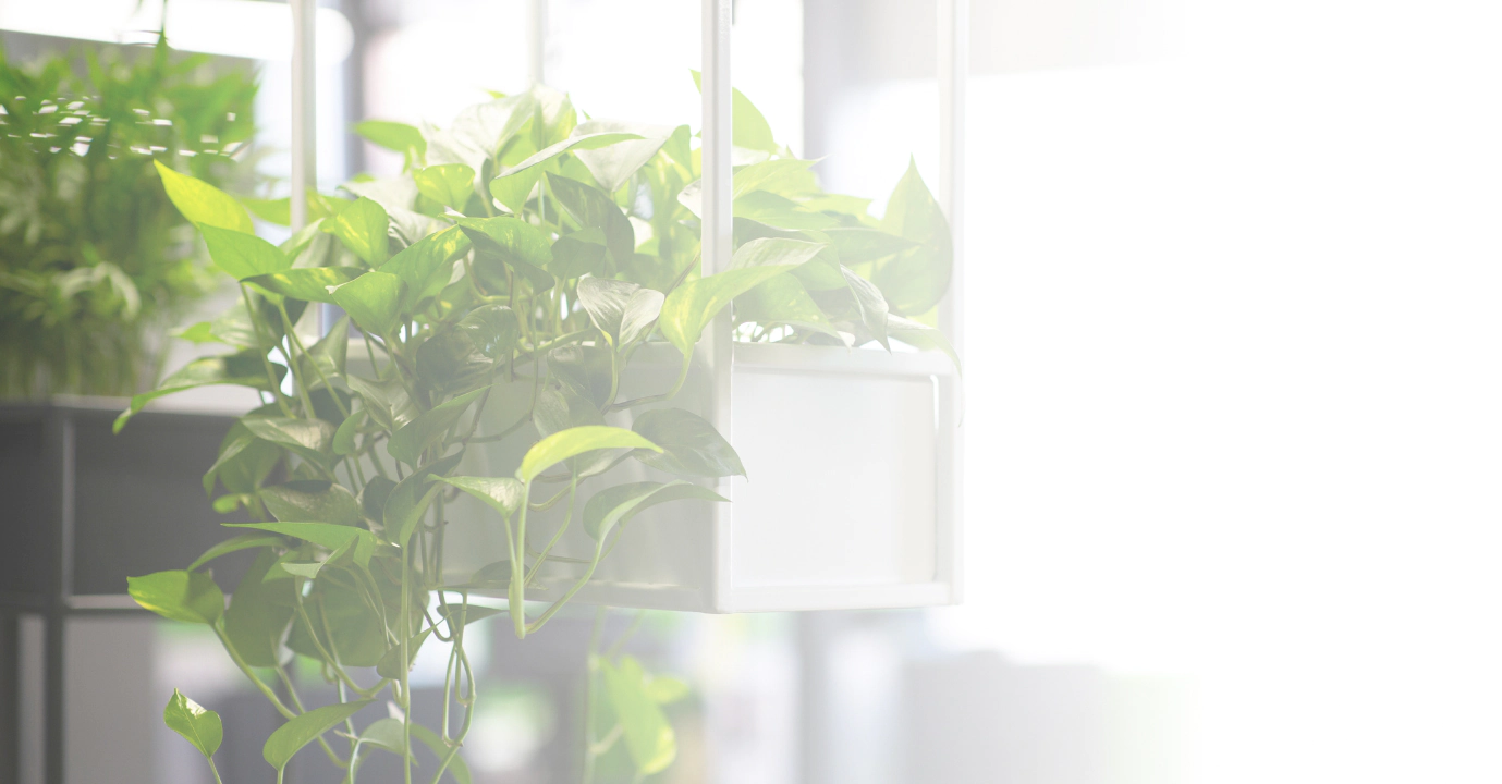 live green plants in modern office interior
