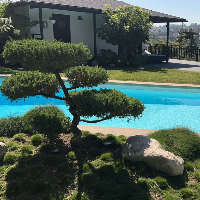 small bonsai plant beside swimming pool pomona ca